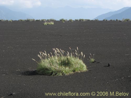 Imágen de Cortaderia araucana (). Haga un clic para aumentar parte de imágen.